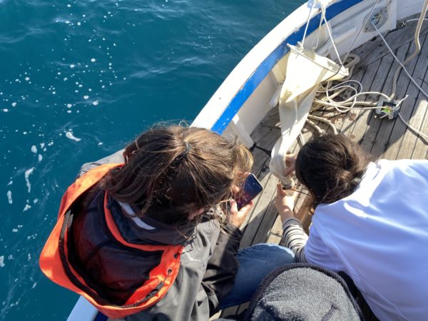 参与式科学浮游生物浮游生物生物多样性生态旅游生态旅游帆船出租尖头传统船 BIP Coco Capitaine Coco Marseille 不寻常的经历海上旅行